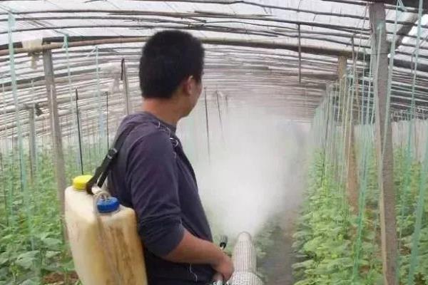 黄瓜立枯病的发病症状，其地下根部皮层会变褐色或腐烂