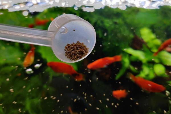 家养鱼喂食间隔，每天至少要喂1次