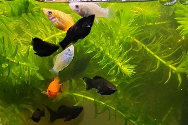 家养鱼喂食间隔，每天至少要喂1次