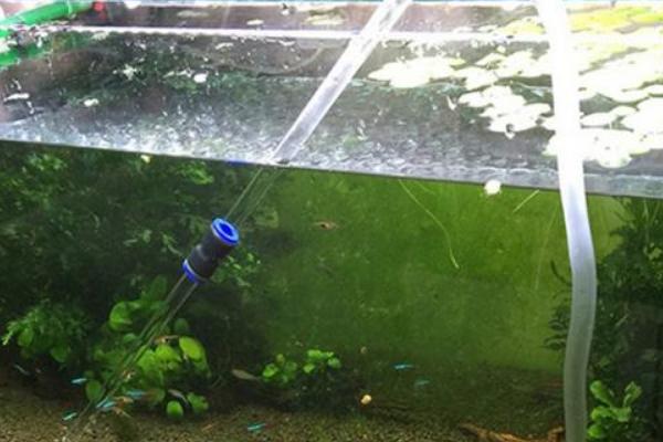 家养鱼喂食间隔，每天至少要喂1次