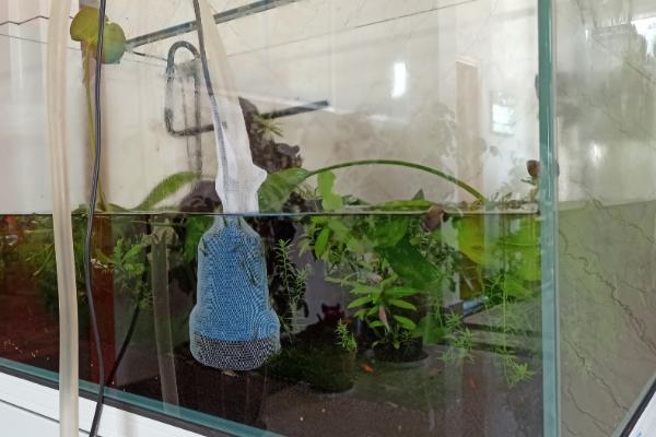 家养鱼喂食间隔，每天至少要喂1次