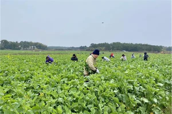 油菜种蝇的防治方法，收获后结合深翻整地