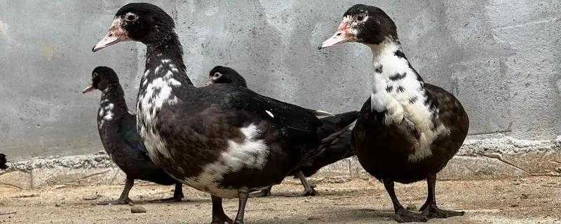 番鸭怎么养殖，每天饲喂3次左右