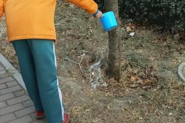 石楠树怎么养殖，春秋季节每周浇水1-2次