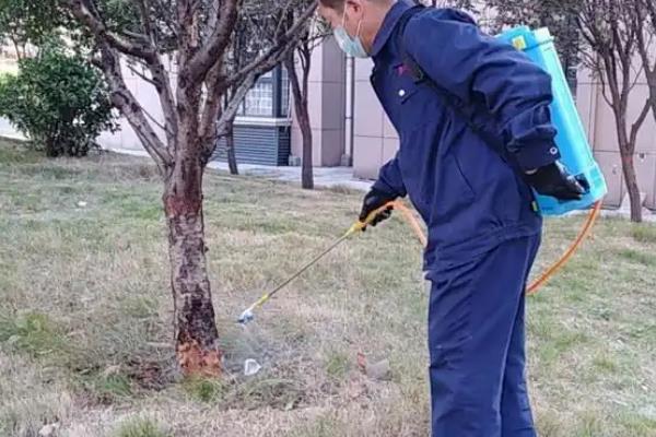 石楠树怎么养殖，春秋季节每周浇水1-2次
