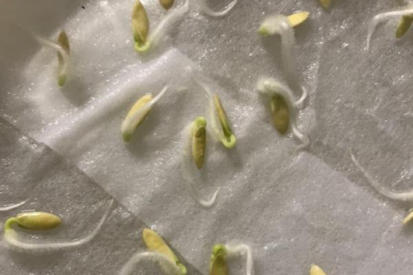 黄瓜立枯病的发病症状，其地下根部皮层会变褐色或腐烂