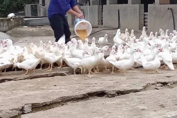 番鸭怎么养殖，每天饲喂3次左右