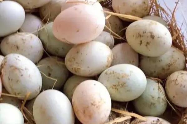 番鸭怎么养殖，每天饲喂3次左右