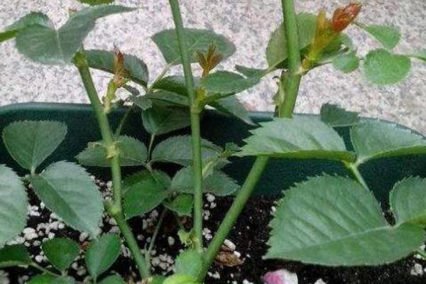 月季笋芽的处理方式，首先需要打顶截短