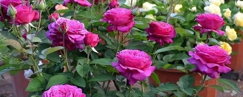 月季花的开放时间，一般为4-9月份