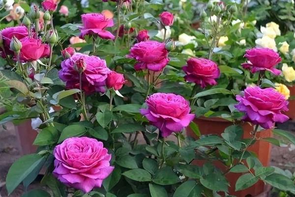 月季花的开放时间，一般为4-9月份