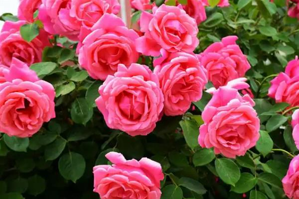 月季花的开放时间，一般为4-9月份
