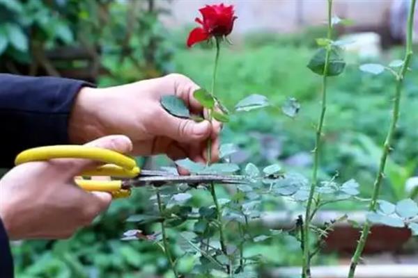 月季花的开放时间，一般为4-9月份