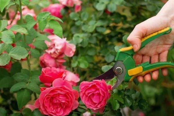 月季花的开放时间，一般为4-9月份