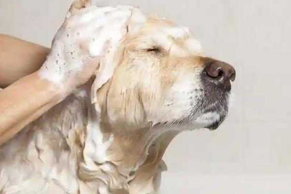 狗狗洗澡的准备事项，要准备宠物专用的沐浴露