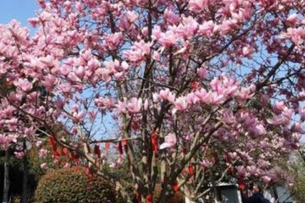 红玉兰树可以种在院子里吗，可以种在院子里