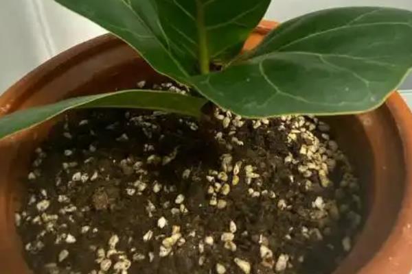 琴叶榕的施肥方法，生长旺季每隔半个月追肥一次