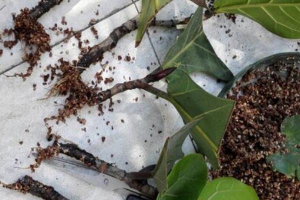 琴叶榕的施肥方法，生长旺季每隔半个月追肥一次