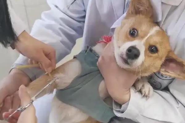 狗狗洗澡的准备事项，要准备宠物专用的沐浴露
