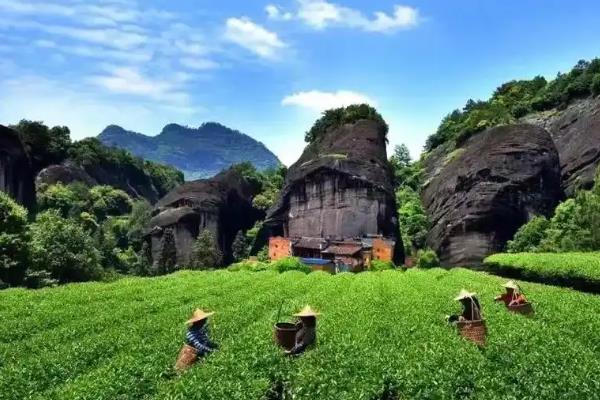 肉桂茶是哪种茶，是乌龙茶