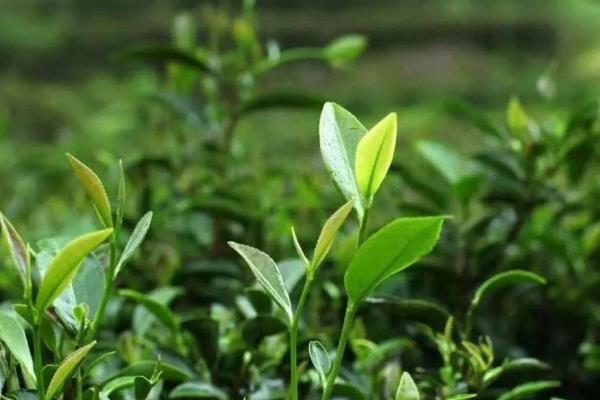 肉桂茶是哪种茶，是乌龙茶