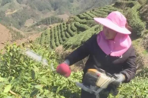 肉桂茶是哪种茶，是乌龙茶