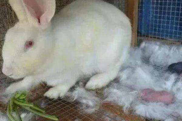 怎么饲养刚出生的仔兔，出生后的6小时内让它吃到母乳