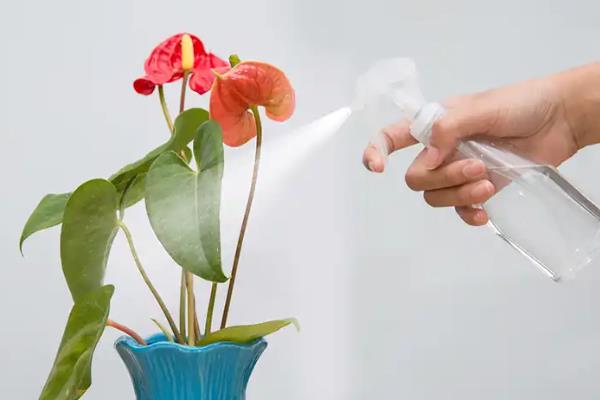 种花营养液的使用方法，要经过稀释才能使用