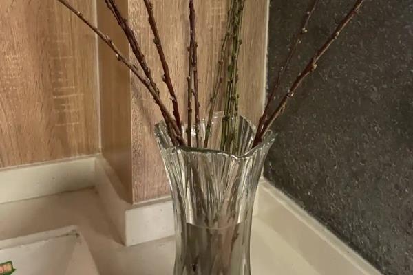 水培玉兰怎么养殖，每隔3-4天换水一次