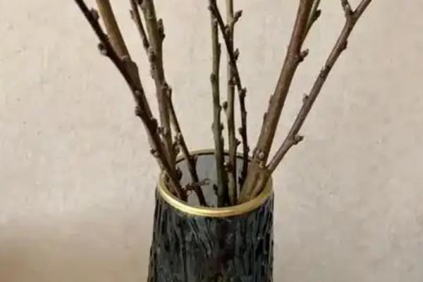 水培玉兰怎么养殖，每隔3-4天换水一次