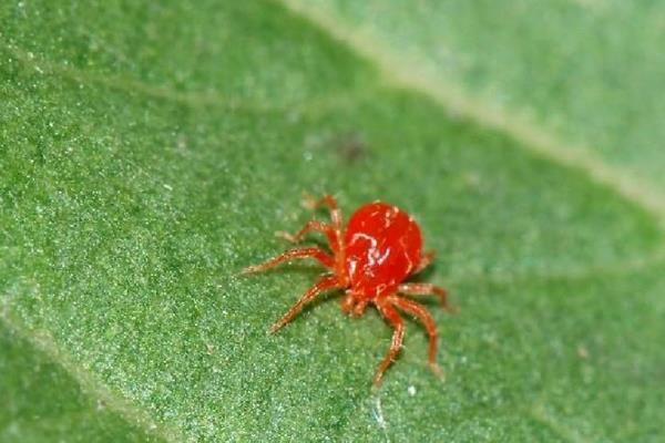 有什么常见的害虫，包括蚂蚱、蚜虫、红蜘蛛等种类