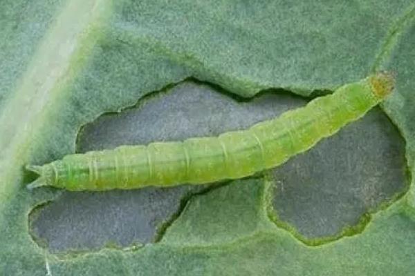 有什么常见的害虫，包括蚂蚱、蚜虫、红蜘蛛等种类