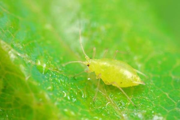 有什么常见的害虫，包括蚂蚱、蚜虫、红蜘蛛等种类