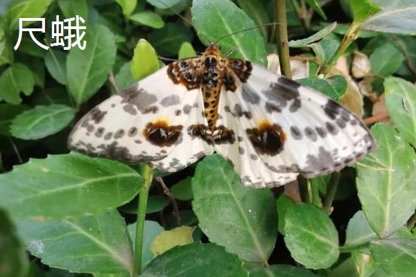 有什么常见的害虫，包括蚂蚱、蚜虫、红蜘蛛等种类
