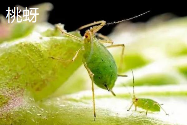 有什么常见的害虫，包括蚂蚱、蚜虫、红蜘蛛等种类
