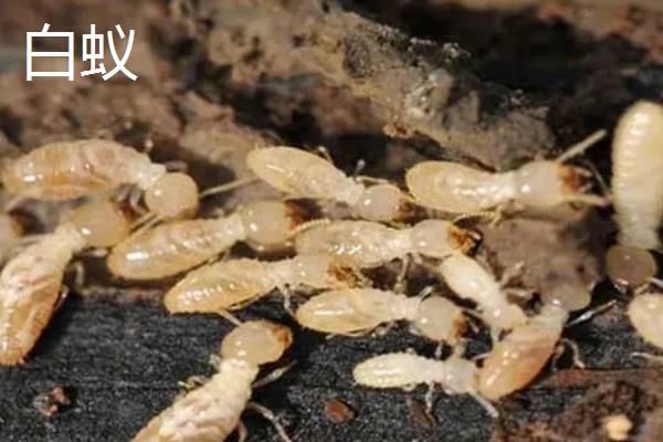 有什么常见的害虫，包括蚂蚱、蚜虫、红蜘蛛等种类