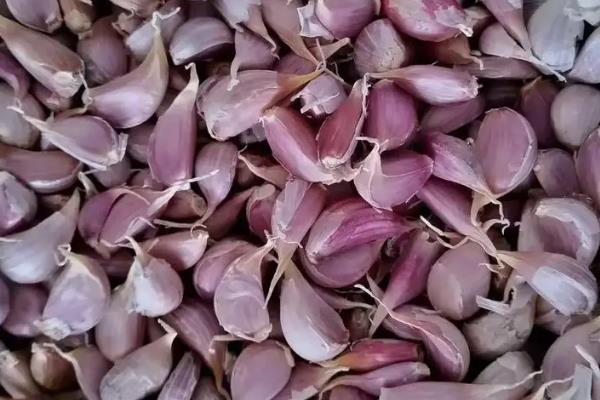 用哪种杀菌剂对大蒜浸种，多菌灵、吡虫啉、咯菌腈均可使用