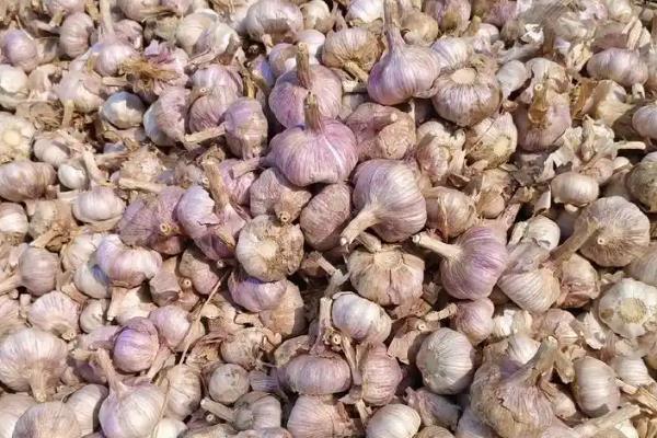 用哪种杀菌剂对大蒜浸种，多菌灵、吡虫啉、咯菌腈均可使用
