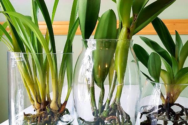 四季兰能水培吗，可以水培但需要特别注意水质