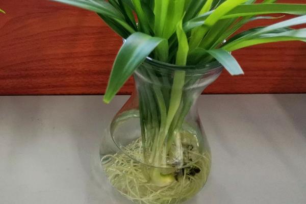 四季兰能水培吗，可以水培但需要特别注意水质