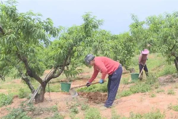 大棚油桃花前花后如何管理，将白天温度控制在18-22℃之间