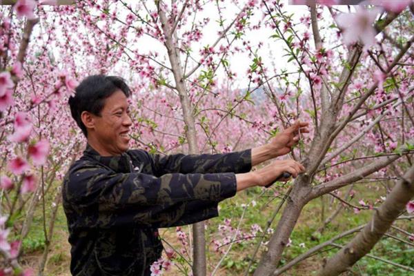 大棚油桃花前花后如何管理，将白天温度控制在18-22℃之间