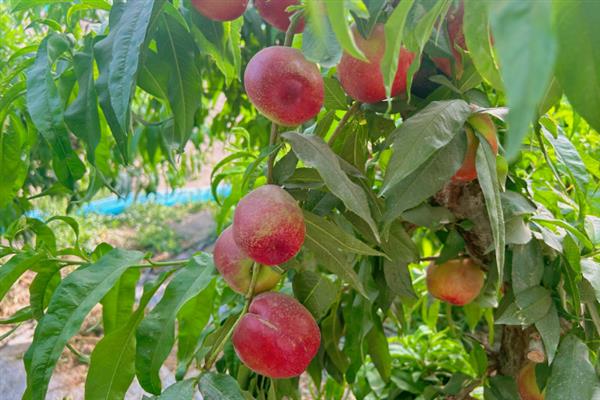 大棚油桃花前花后如何管理，将白天温度控制在18-22℃之间