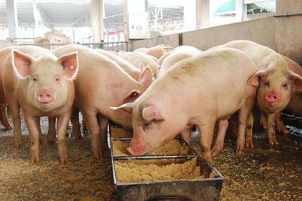 大母猪不吃食的原因，发病、便秘或发情均会导致