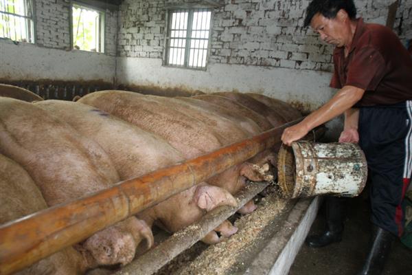 大母猪不吃食的原因，发病、便秘或发情均会导致