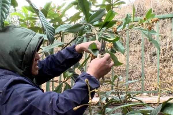 枇杷日灼病的症状，叶尖部分或整个叶片变成棕褐色干枯