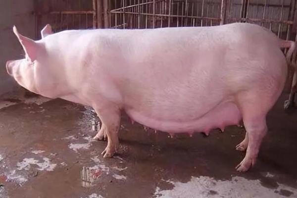 大母猪不吃食的原因，发病、便秘或发情均会导致