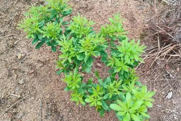 杨梅种植成活的技巧，栽种时要先剪去树苗上多余的枝叶