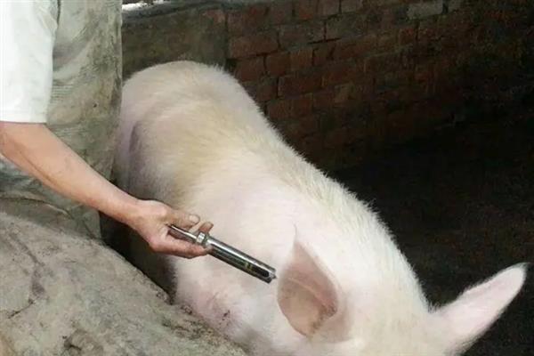 大母猪不吃食的原因，发病、便秘或发情均会导致