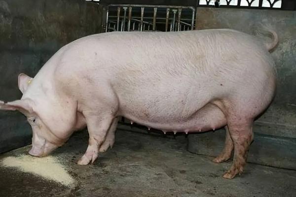 大母猪不吃食的原因，发病、便秘或发情均会导致